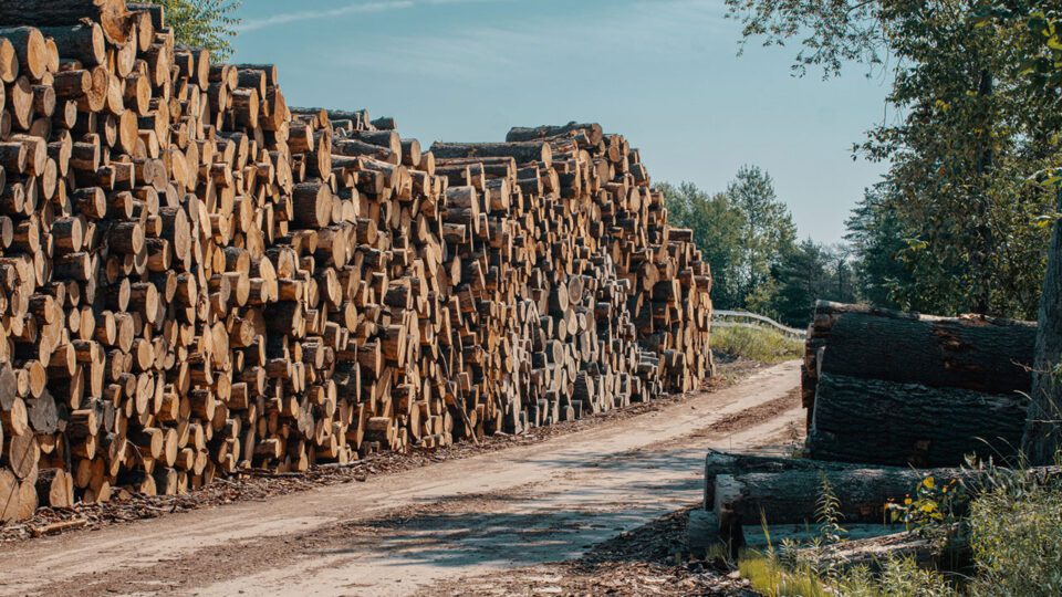 Harvested trees ready for milling