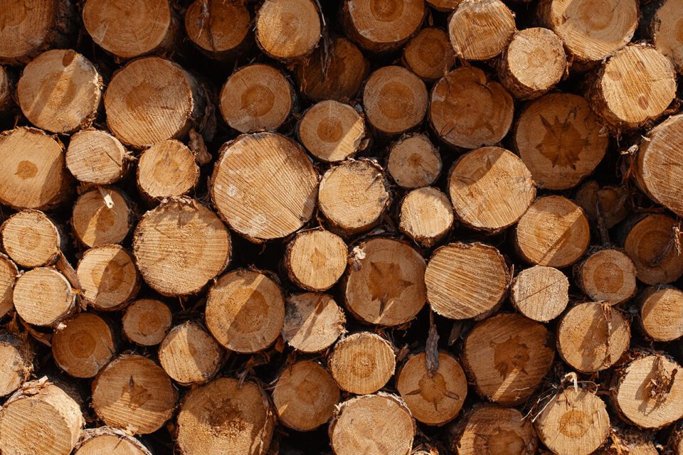 Logs at the sawmill