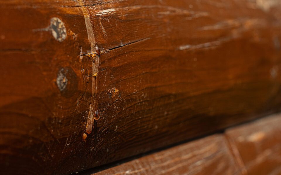 Red pine knots bleeding sap