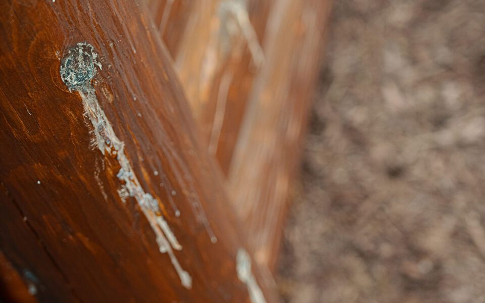 Red pine knots bleeding sap