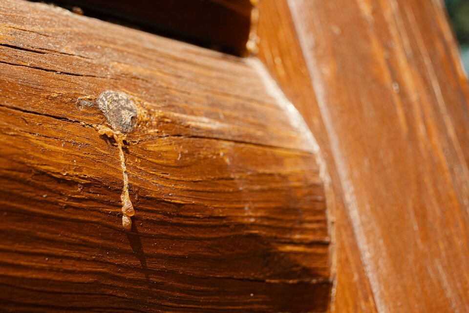 Red pine knots bleeding sap