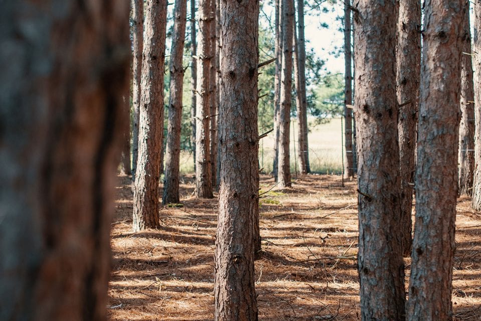 Standing pine trees