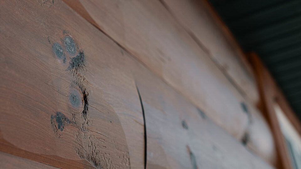 White Pine stability and NOT bleeding sap