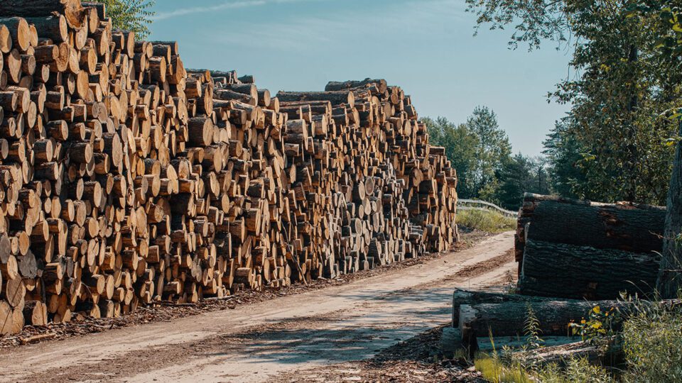White pine sourced by an Amish mill in Mio