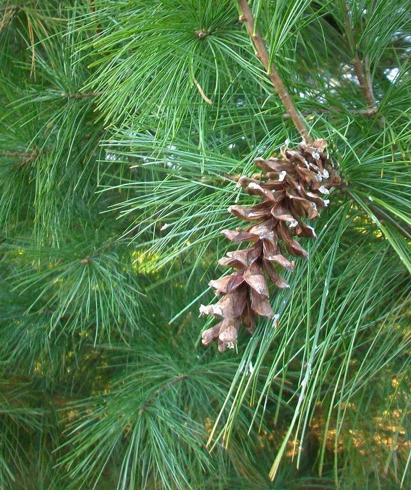 We use white pine for our log siding